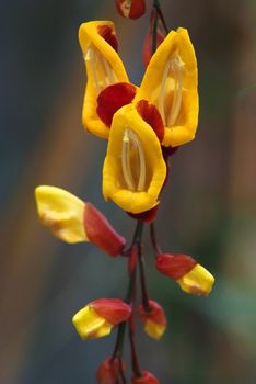 exotic flower Clock Vine