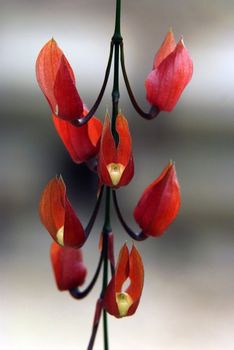 exotic flower Clock Vine