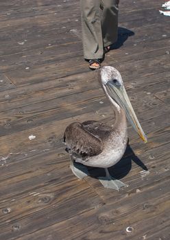 Brown Pelican on Santa Barbara Pier