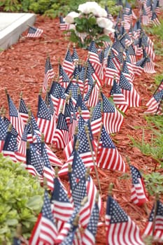 Small american flags in the ground during the fourth of July