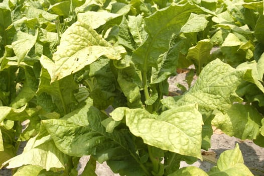 Green tobacco plant during the summer of the year
