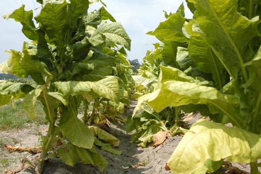 Rows of tobacco in the field