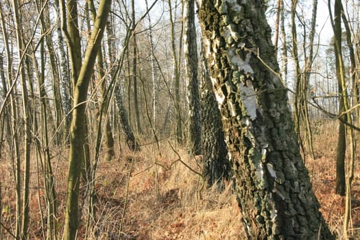 birch, forest, trees, bushes, nature, plants, trunk, park,