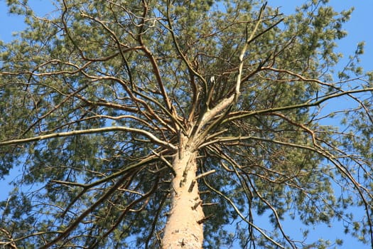 nature, plant, tree crown, branches, needles, trunk, sky, blue