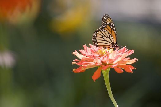 Colorful Monarch butterfly in a Zinia garden