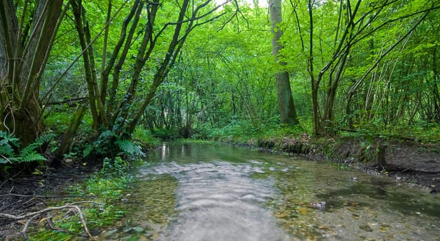 vivid green summer forest with a running creek  