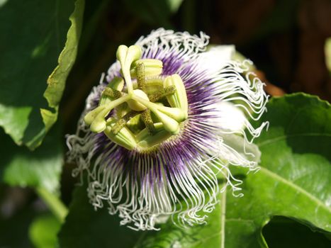Beautiful blooming passion flower passiflora in close up view