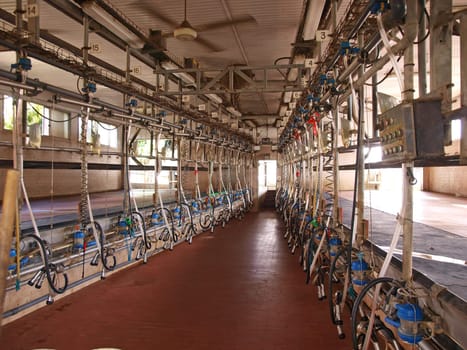 Modern computerized creamery milking parlour in a farm