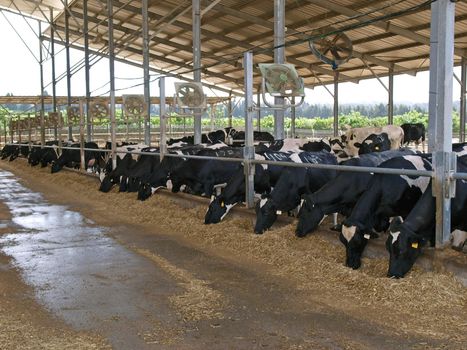 Modern cowshed with cows eating hay       
