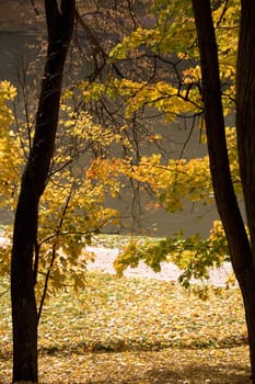 Two tress in golden fall forest
