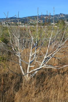 Dry plant in a forest over blue sky.
