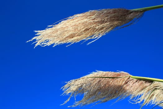 Close up of the feather plants over blue sky.
