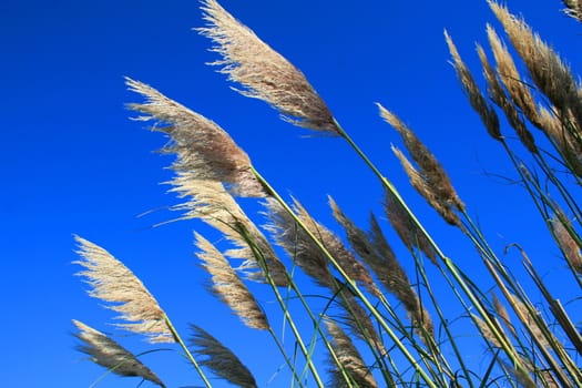 Close up of the feather plants over blue sky.
