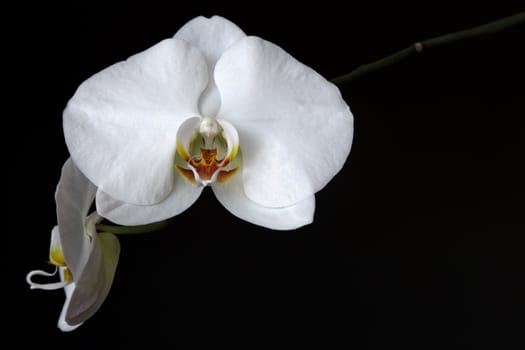 A studio shot of a white orchid (Doritaenopsis) on a solid black background with lots of copyspace.