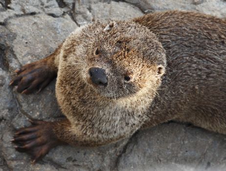 An close up shot of a otter looking up at the camera. 