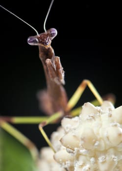 A macro shot of a praying mantis