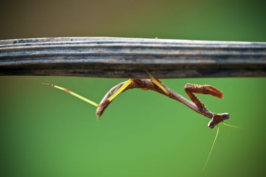 A macro shot of a praying mantis