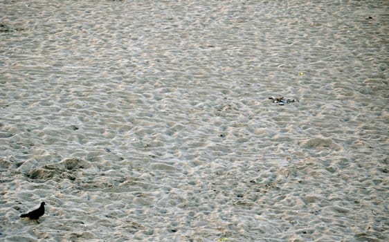 Bird on the beach