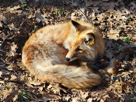 A close up shot of a Red Fox (Vulpes vulpes) resting in a pile of leaves.