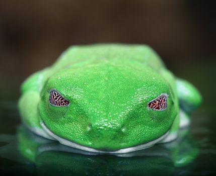 An macro shot of a Red-Eyed Tree Frog's (Agalychnis callidryas) fascinating eyes while it sleeps.