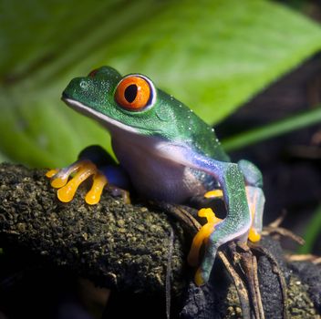 A beautiful colorful Red Eyed Tree Frog in the jungle. 