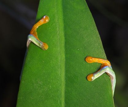 A macro shot of a Red-Eyed Tree Frog's  (Agalychnis callidryas) hands clasping onto a leaf.