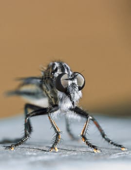 A macro shot of a large Robber Fly.