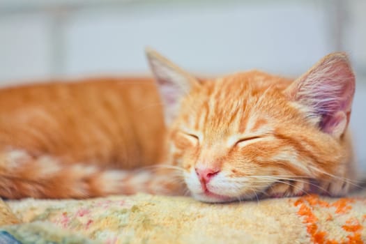 Young kitten sleeping outdoor shot at sunny day