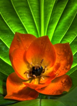 A beautiful macro shot of a sun star orange perennial flower