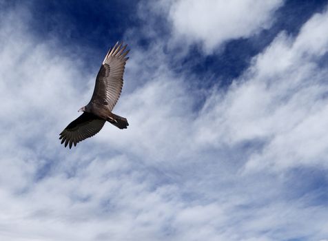 A large vulture in flight against a blue sky and clouds.