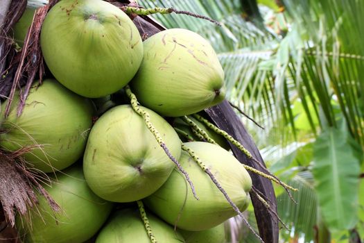 Closeup of Tropical Coconut Fruit Tree