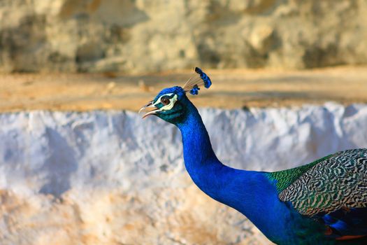 Blue Bird Indian Peafowl