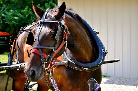 Horse on tether