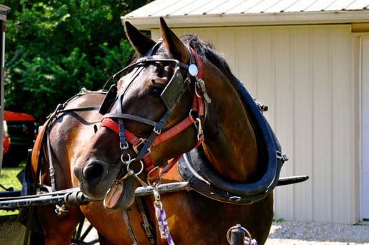 Horse on tether