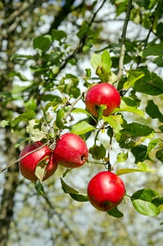 Ripe red fruit hangs on apple tree branch. Healthy natural food.