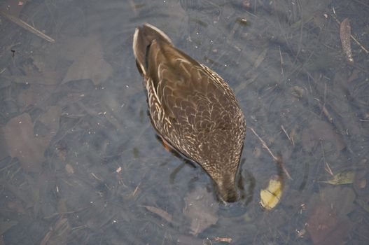 a duck sink dives his head in the small lake in Adelaide, Australia