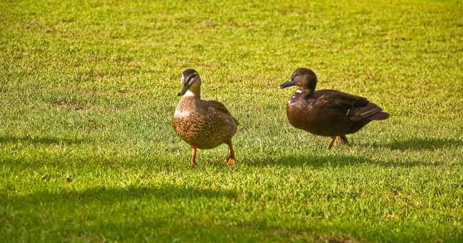 Black and grey ducks in a park in Adelaide, australia