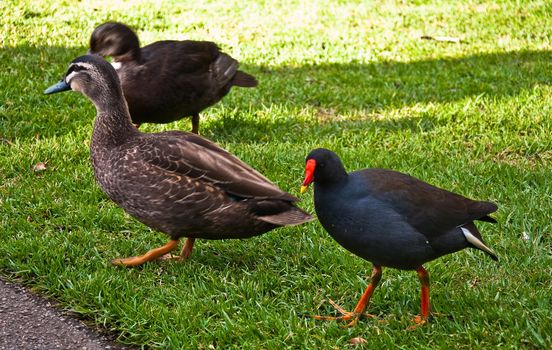 Black and grey ducks in a park in Adelaide, australia