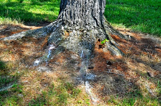 Tree Roots