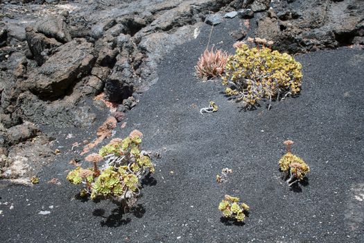 Landscape view from the isle of Lanzarote, Canarias.