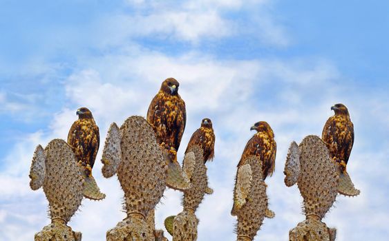 A group of Galapagos Hawks on cacti,  Santa Fe