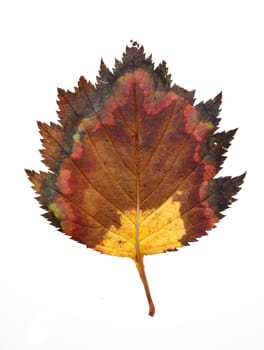 Autumn leaf on isolated white background.