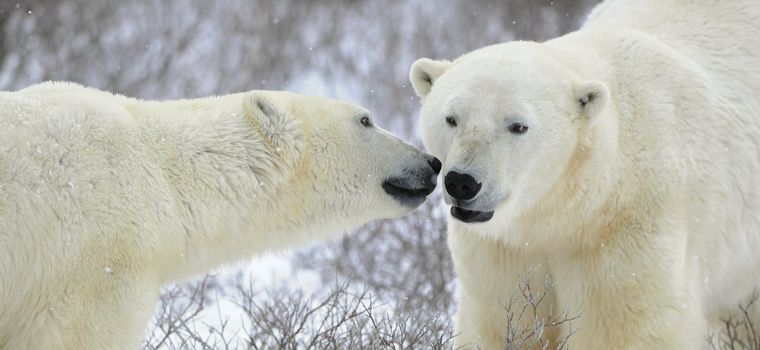 Two polar bears meeting on snow-covered tundra.