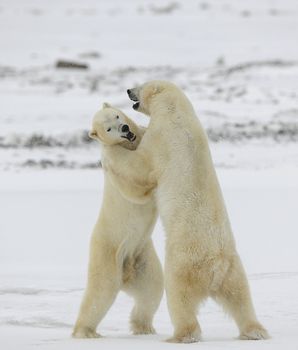 Polar bears fighting on snow have got up on hinder legs. 