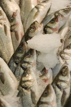 Fresh sea bass under ice