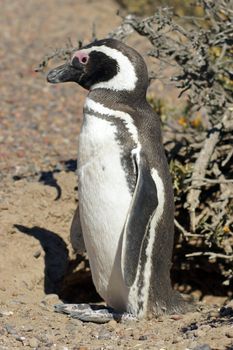 Magellanic Penguin colony of Punta Tombo, one of the largest in the world, Patagonia, Argentina