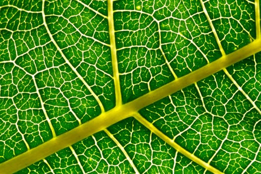 A macro of a leaf texture to back lighting