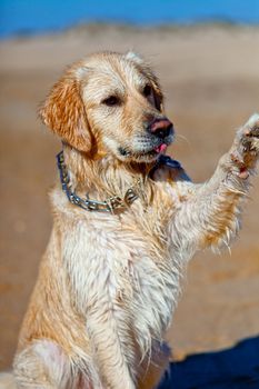 Nice specimen of dog of the race Golden Retriever