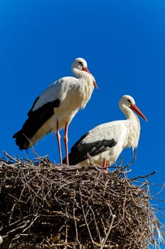 Beautiful white stork