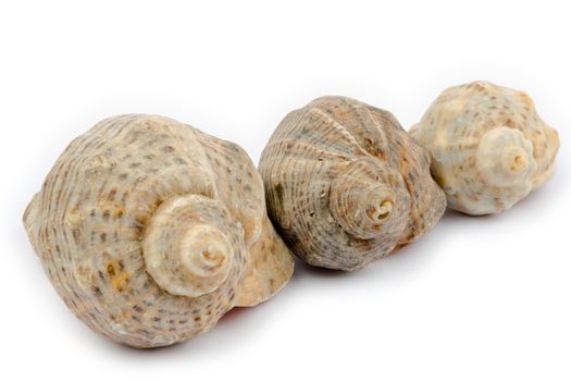 Three shells arranged diagonally on a white background